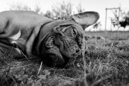 Dogue de bordeaux in black and white lying in the gardenの写真素材