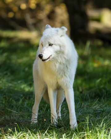 White wolf in the forestの写真素材