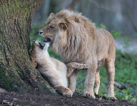 Lion walking in the meadow