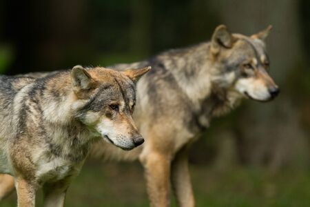 Grey wolf in the forest