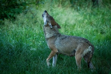 Grey wolf in the forest