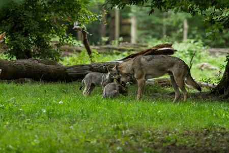 Grey wolf in the forest