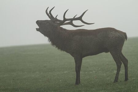 Howling of deer during the rut