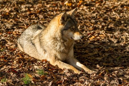 Grey wolf in the forest