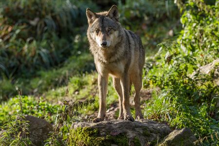 Grey wolf in the forest