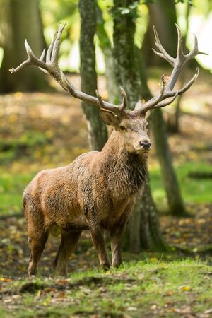 Deer in the forestの写真素材
