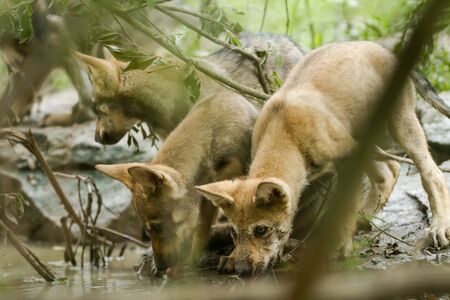 Baby grey wolf with family in the forestの写真素材