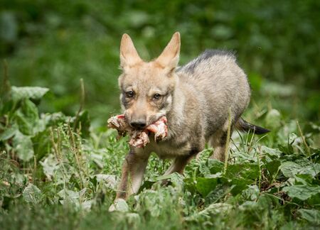 Baby grey wolf with family in the forestの写真素材