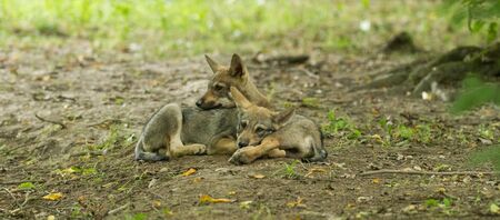 Baby grey wolf with family in the forest