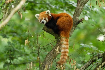 Red panda in the tree