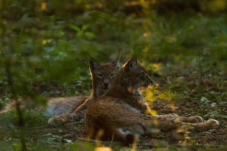 Lynx in the forestの写真素材