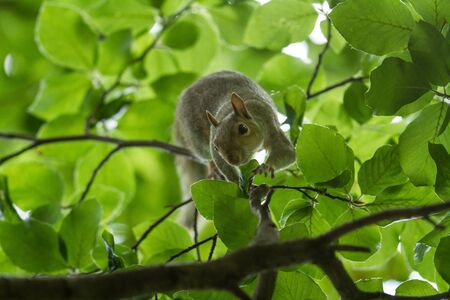 Grey squirrel in the forestの写真素材