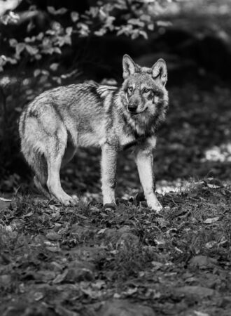 Grey wolf in the forest