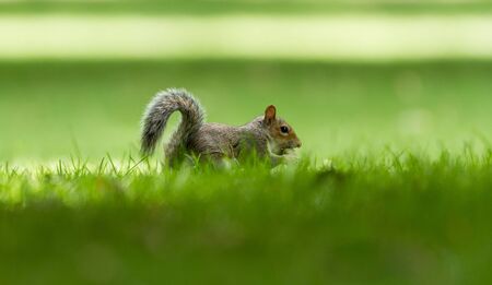 Grey squirrel in the forest