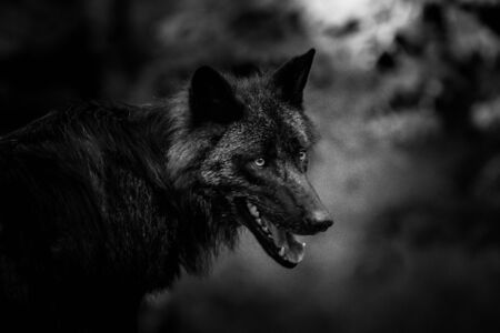 Black wolf in the forest
