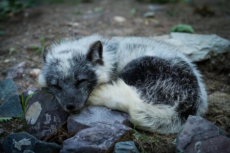 Polar fox in the forest during the summerの写真素材