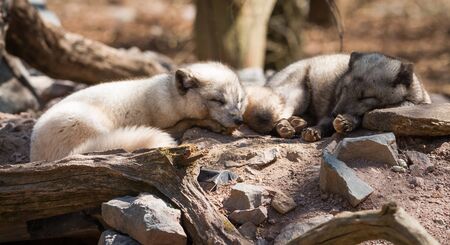 Polar fox in the forest during the summerの写真素材