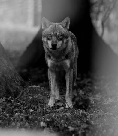 Grey wolf in the forest