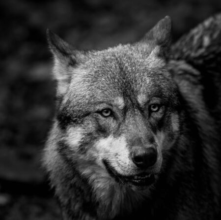 Grey wolf in the forest