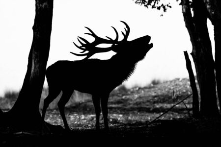 Deer in the meadowの写真素材