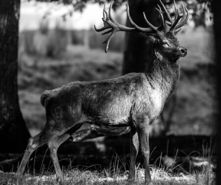 Deer in the meadowの写真素材