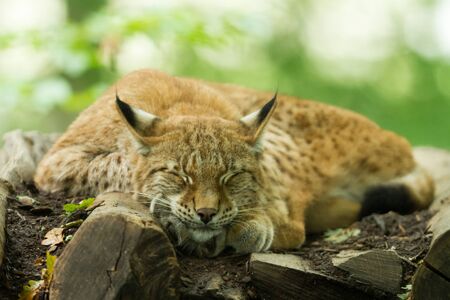 Lynx in the forestの写真素材