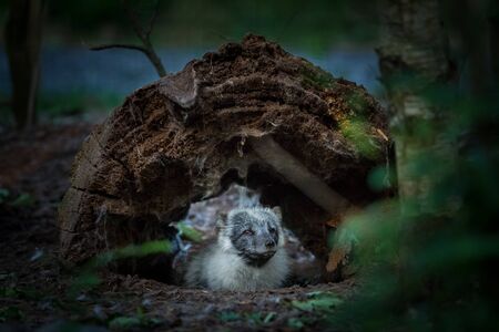 Polar fox in the forest during the summer