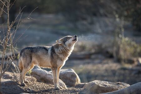 Grey wolf in the forest