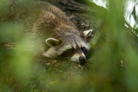 Raccoon in the treeの写真素材