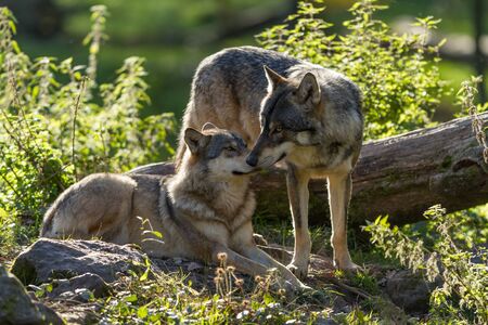 Grey wolf in the forestの写真素材