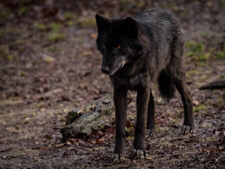 Black wolf in the forestの写真素材