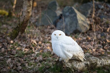 Snowy owl in the forestの写真素材