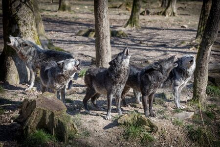 Black wolf in the forestの写真素材