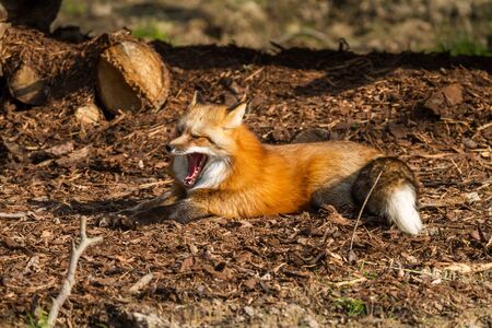 Red fox in the forestの写真素材