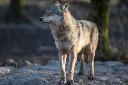 Grey wolf in the forestの写真素材