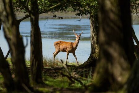 Deer in the forestの写真素材