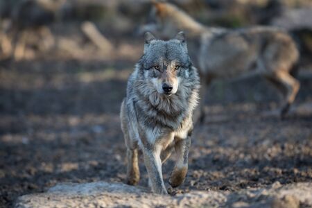 Grey wolf in the forest
