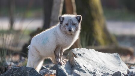 Polar fox in the forest