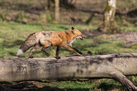 Red fox in the forestの写真素材