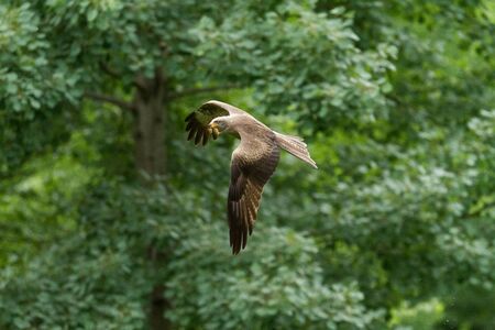Black kite flying in the forest