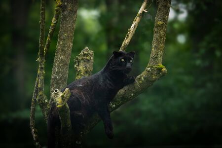Black panther in the jungle