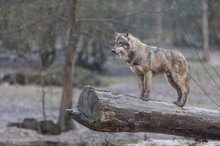 Grey wolf in the forestの写真素材