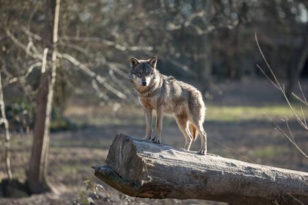 Grey wolf in the forest