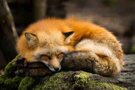 Red fox in the forest