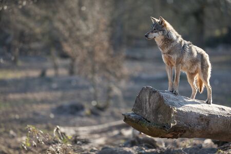 Grey wolf in the forestの写真素材