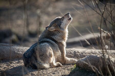 Grey wolf in the forestの写真素材