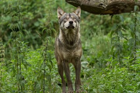 Grey wolf in the forest
