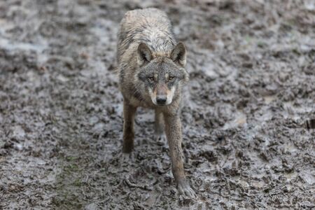 Grey wolf in the forestの写真素材