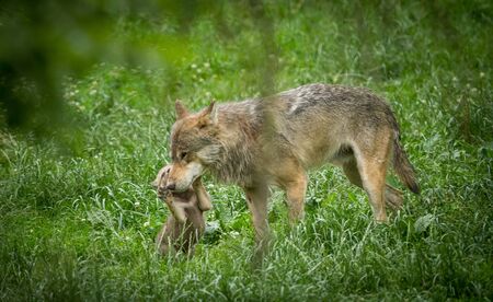 Grey wolf in the forest