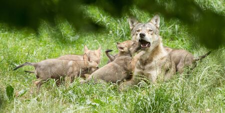 Grey wolf in the forestの写真素材
